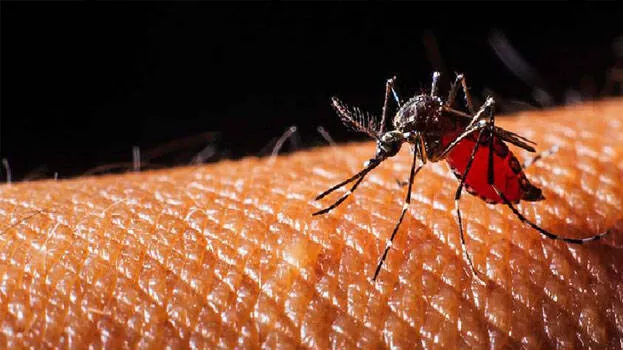 dengue