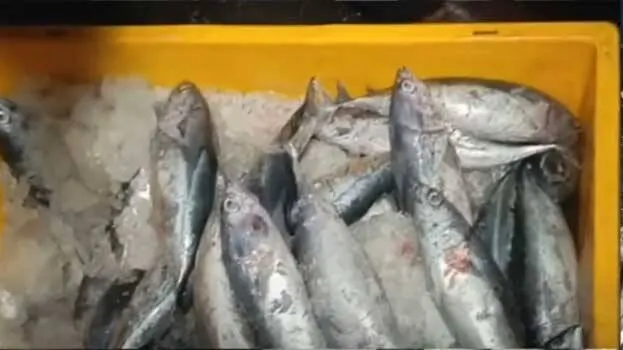 rotten-fish