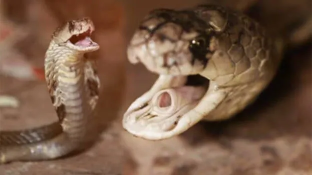 cobra