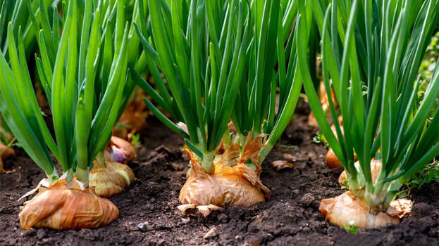 onion-farming-