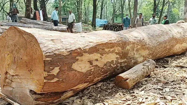 timber