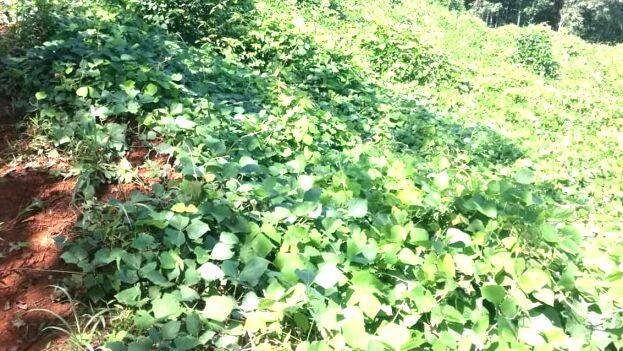 malappuram malappuram