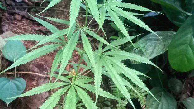 ganja-plant ganja-plant