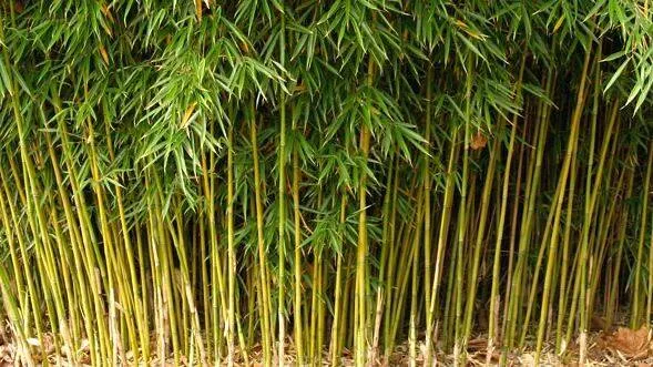 bamboo