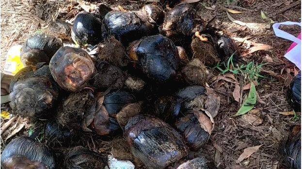 karimbana- karimbana-