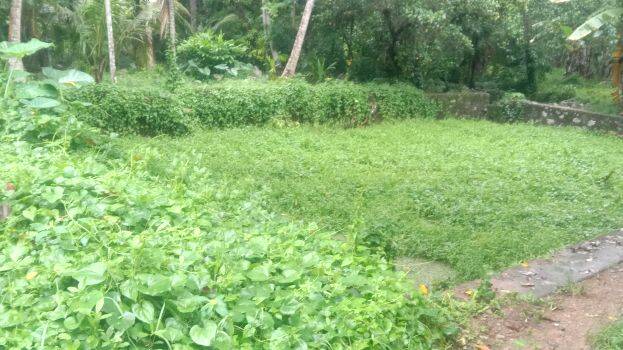 venmanakkal-kulam venmanakkal-kulam