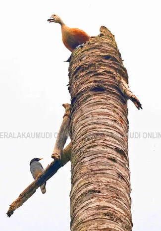 Kerala Kaumudi Photo Gallery