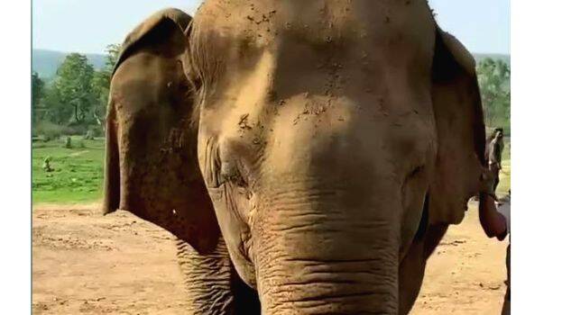 the-oldest-living-elephan
