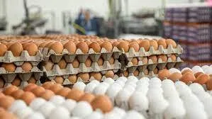egg-export