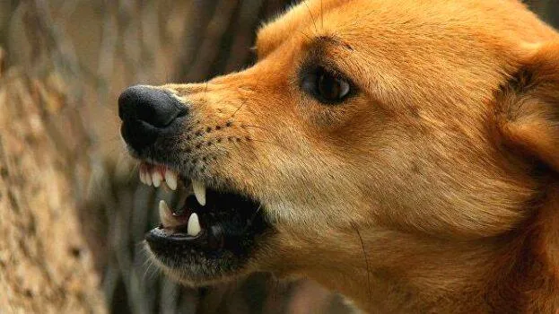 pet-dog