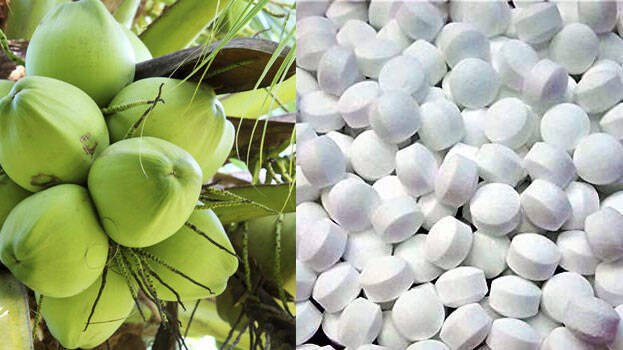 coconut-tree coconut-tree