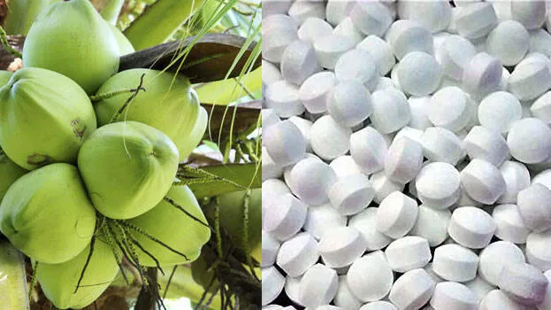 coconut-tree