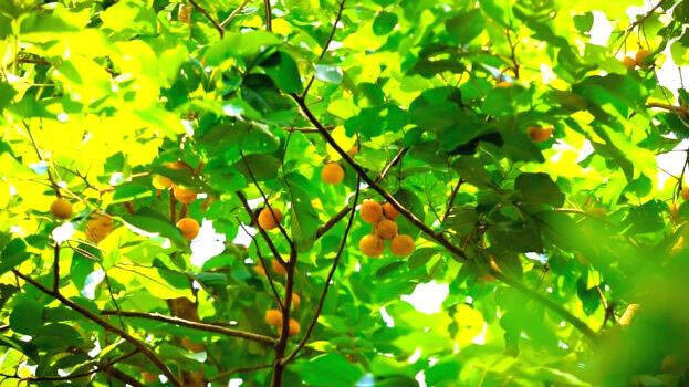 green-grama green-grama