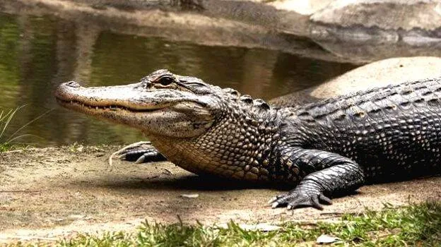 gator