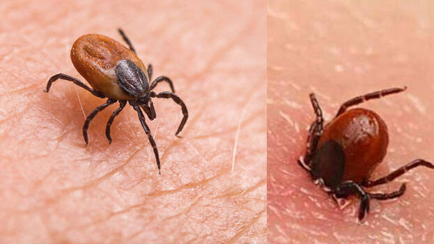 scrub-typhus scrub-typhus