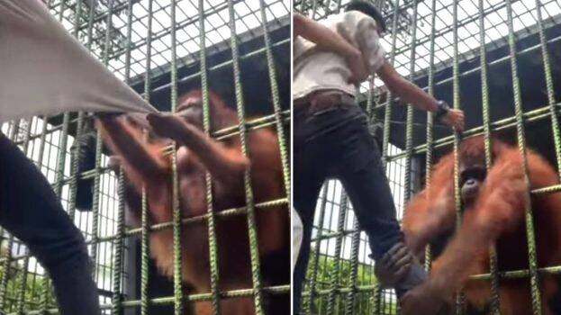 man-grabbed-by-orangutan