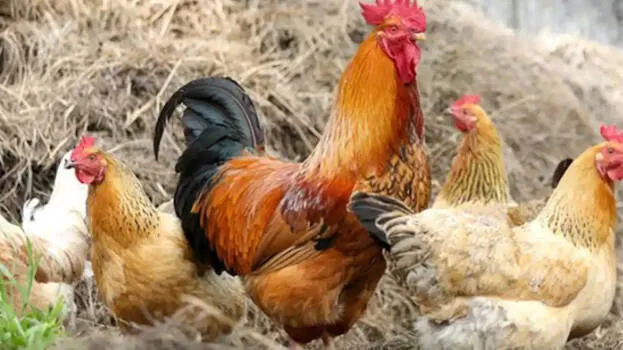 hen