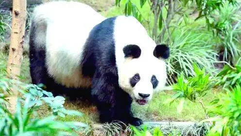 panda