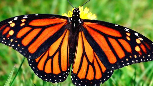 monarch