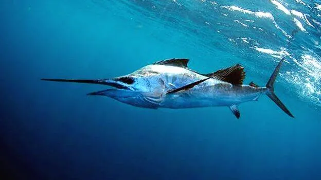 sailfish