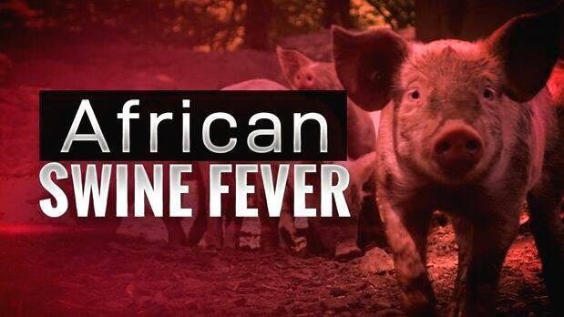 african-pig-flew african-pig-flew