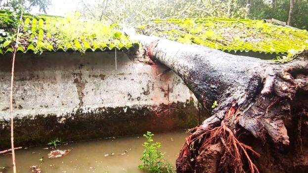 anjilimaram anjilimaram