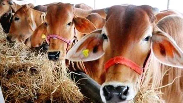 cow