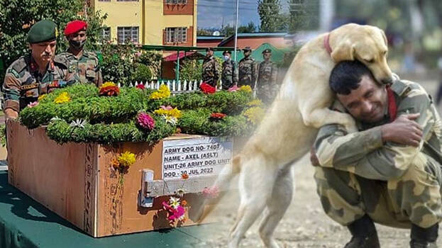 army-dog