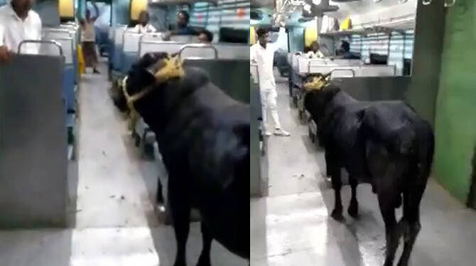 viral-video- viral-video-