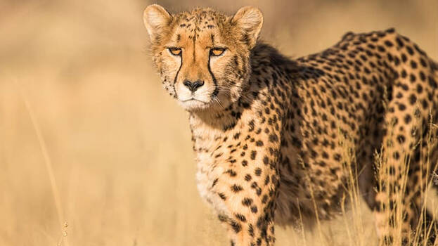 cheeta-