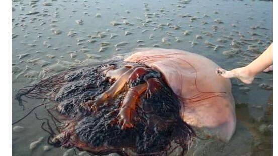 jelly-fish jelly-fish