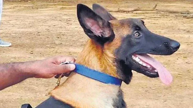 dog