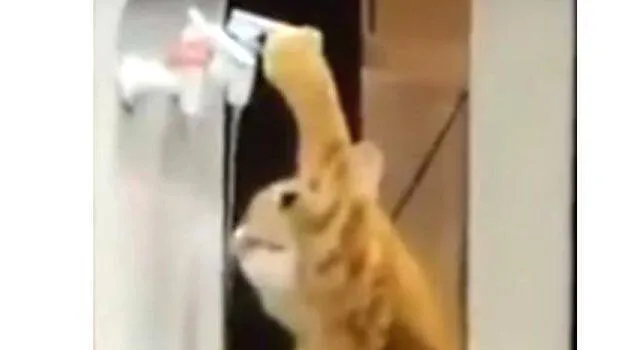 cat-funny-video