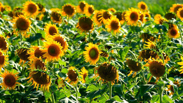 sundarapandiapuram sundarapandiapuram