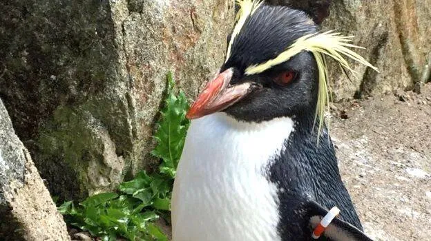 penguine