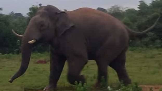 wild-elephant