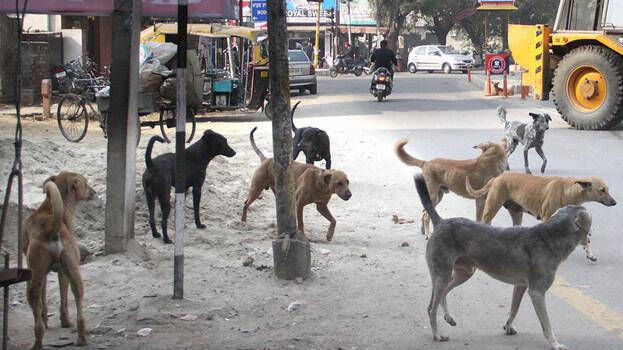 stray-dogs stray-dogs