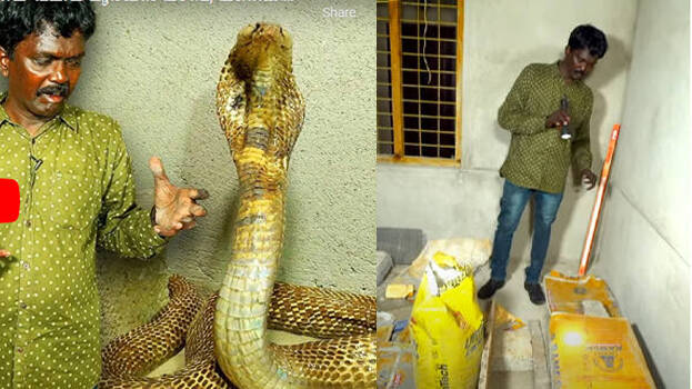 snake-master snake-master