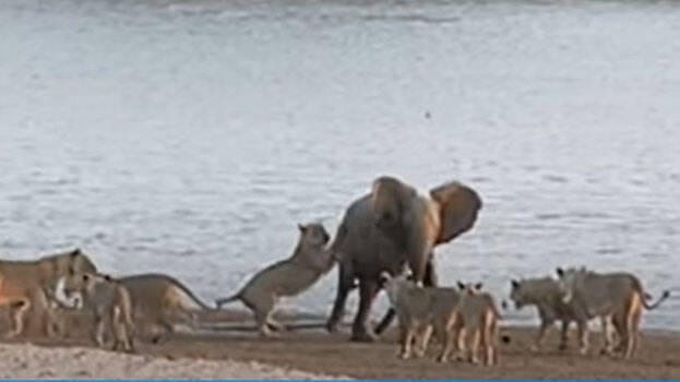 lion-vs-elephant lion-vs-elephant