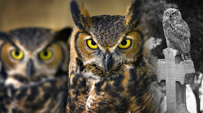 owls- owls-