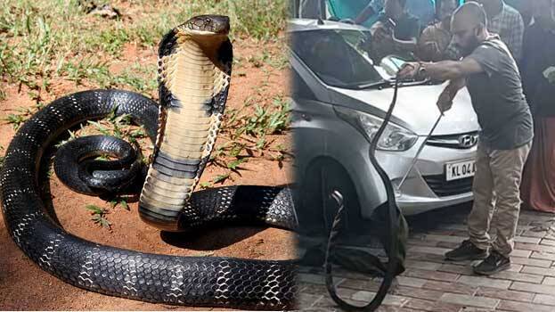 king-cobra king-cobra