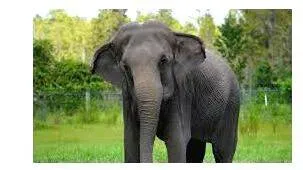 elephant