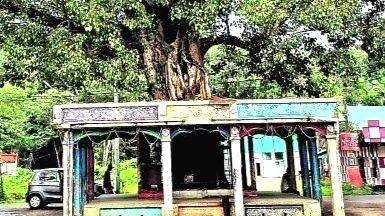 baniyan-tree baniyan-tree