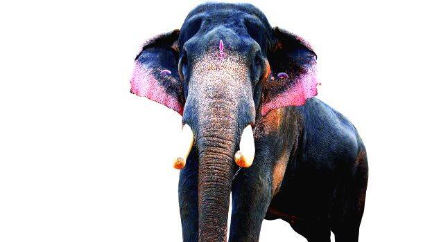 panayannarkavukalidasan panayannarkavukalidasan