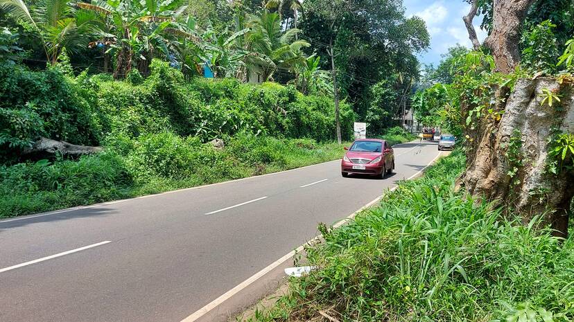 tree-danger- tree-danger-