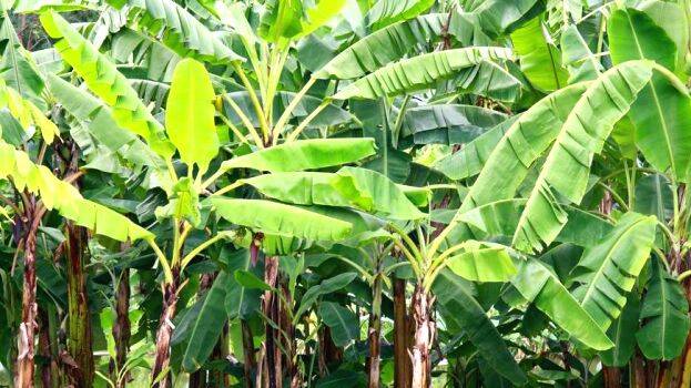 vazhakrishi vazhakrishi