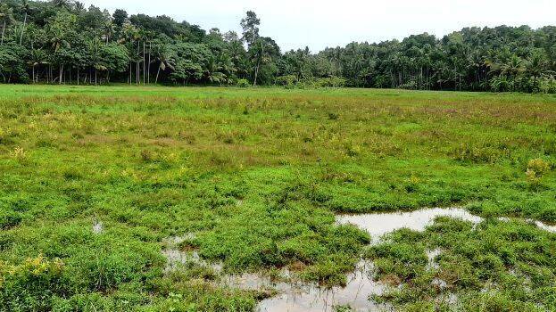 mullaramcodu-padashekhara mullaramcodu-padashekhara