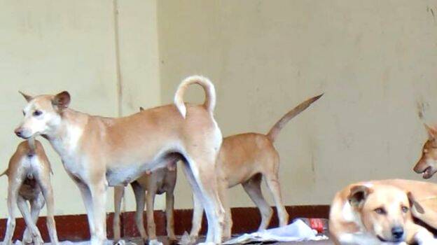 theruv-naya theruv-naya