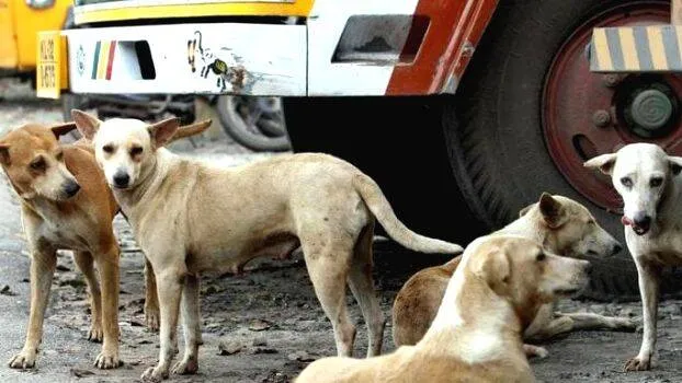 stray-dogs-in-kerala