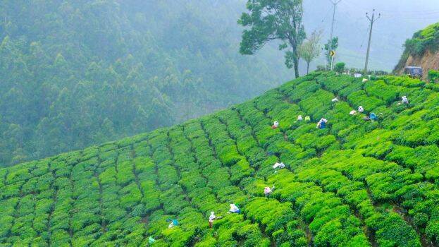 munnar munnar